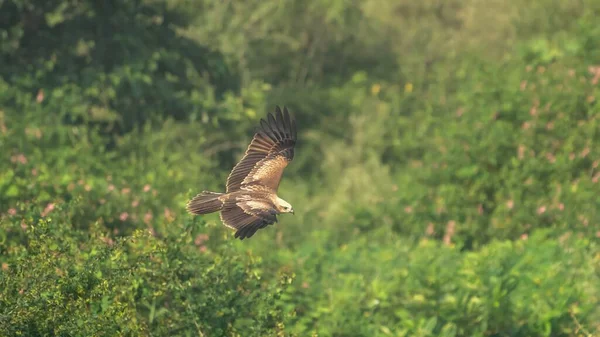 Scenic View Brahminy Kite Flying Air Sunny Day — Stock Photo, Image