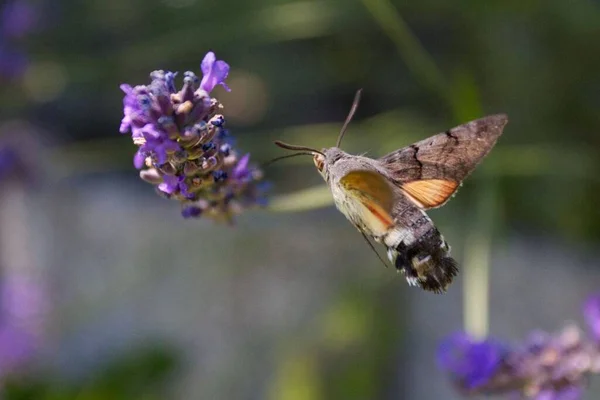 Nahaufnahme Eines Schmetterlings Der Auf Eine Lila Blume Zufliegt — Stockfoto