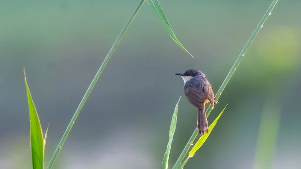 Wren Warbler Abu Bertengger Rumput Hijau Pisau Siang Hari Latar — Stok Foto