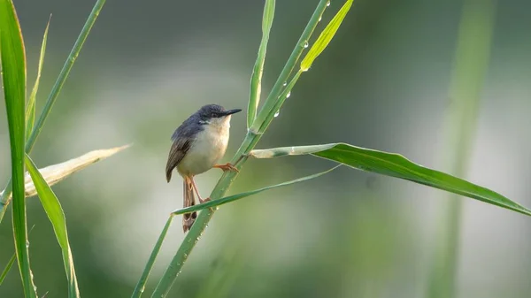 Ashy Wren Warbler Perched Green Grass Blade Daylight Blurred Background — Stock Photo, Image