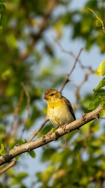 Vertical Shot Baya Weaver Perched Wooden Tree Branch Daylight — Stock Photo, Image