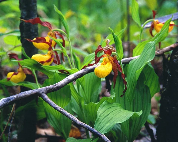 View Beautiful Yellow Lady Slippers Orchid Garden — Stock Photo, Image