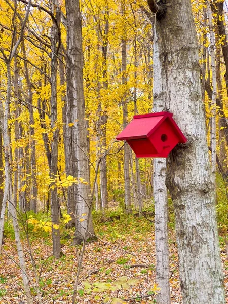 Ptačí Budka Kmeni Podzimním Lese — Stock fotografie