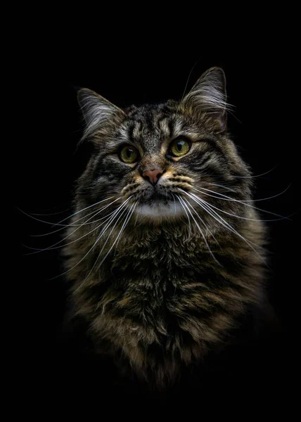 Vertical Portrait Maine Coon Cat Dark Background Studio — Stock Photo, Image