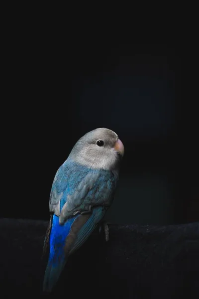 Eine Vertikale Nahaufnahme Eines Niedlichen Blauen Lovebird Auf Einem Zweig — Stockfoto