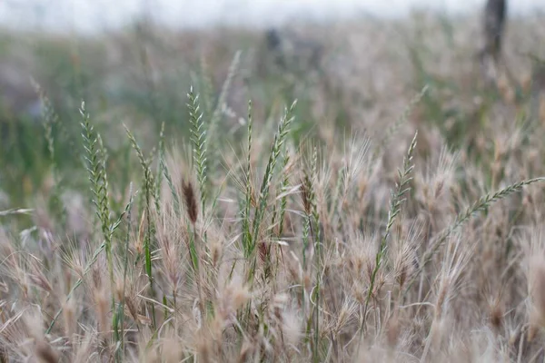 Gros Plan Herbe Frire Dans Champ — Photo