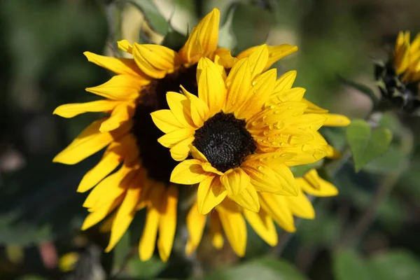 Common Sunflower Helianthus Annuus Growing Farm Field Richmond British Columbia — Stock Photo, Image