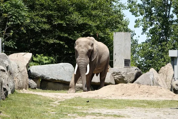 Éléphant Avec Gros Rochers Autour Zoo Granby Des Arbres Arrière — Photo