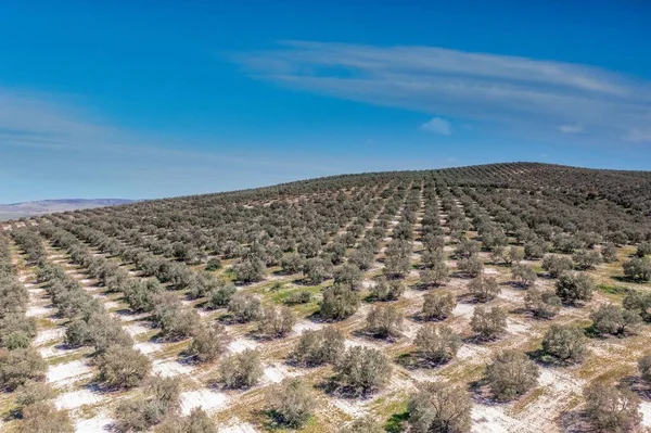 An aerial shot of olive trees in Andalusia, Spain