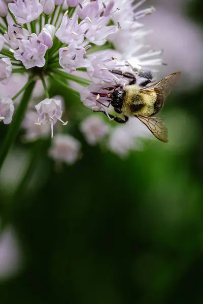 Close Abelha Bebendo Néctar Flor Isolada Fundo Natureza Verde — Fotografia de Stock