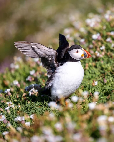 Vista Vertical Close Puffin Atlântico Pousando Grama Com Asas Abertas — Fotografia de Stock