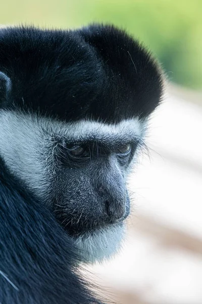 Вертикальний Знімок Обличчя Мавпи Розмитому Фоні — стокове фото