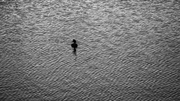 Aerial Grayscale Duck Lake — Stock Photo, Image