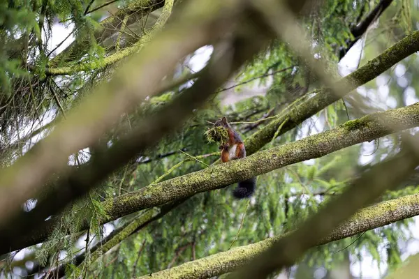 Esquilo Carregando Algum Musgo Sen Através Galhos Árvores — Fotografia de Stock