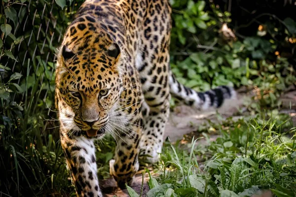 Primer Plano Leopardo Del Lejano Oriente Amur Paseo Por Bosque —  Fotos de Stock