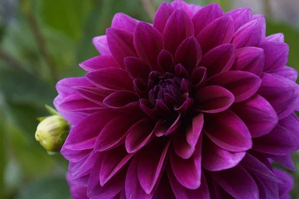 Primer Plano Una Dalia Púrpura Floreciendo Jardín —  Fotos de Stock