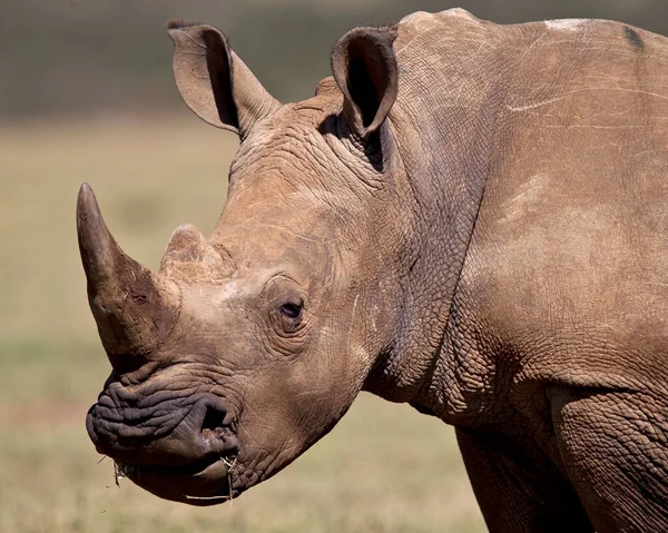 African black rhino on the savannah found in Tanzania and Kenya