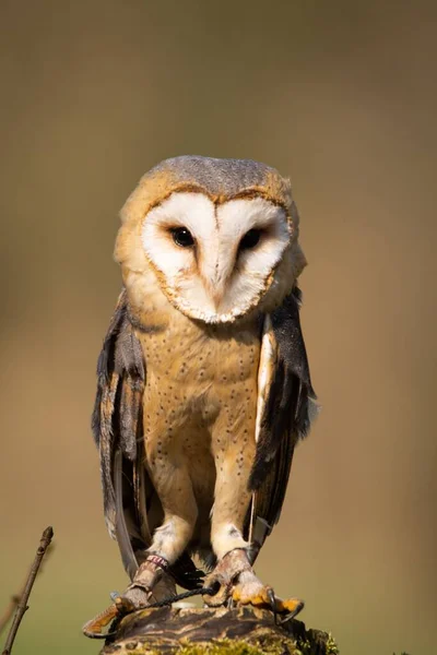 Vertical Shot Owl Blurred Background — Stock Photo, Image