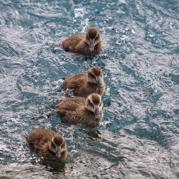 Jokulsarlon Gletsjerlagune Ijsland Een Must Volgende Reis Naar Ijsland — Stockfoto