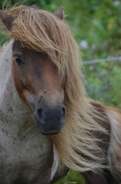Vertical Shot Head Brown Mane Shetland Pony — Stock Photo, Image