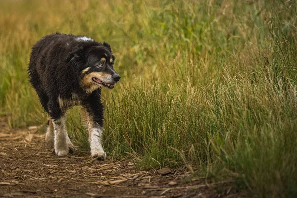 背の高い草の道を歩くオーストラリアの上級羊飼いのクローズアップショット — ストック写真