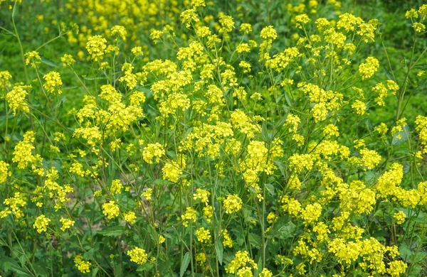 Ett Fält Med Sinapis Arvensis Vilda Senapsblommor Och Deras Blad — Stockfoto