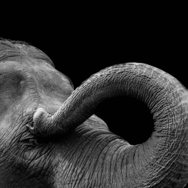 Uma Imagem Tons Cinza Tronco Elefante Fundo Preto Isolado — Fotografia de Stock