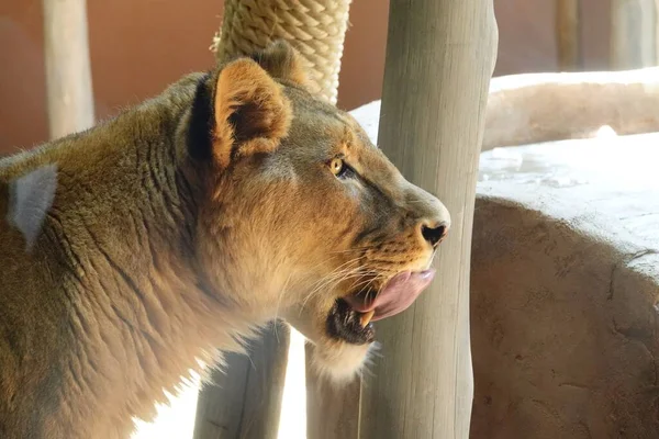 Nahaufnahme Einer Löwin Die Sich Zoo Granby Die Lippen Leckt — Stockfoto