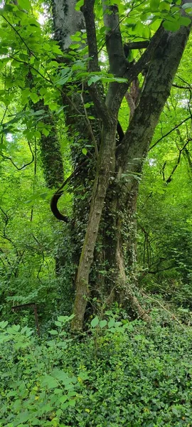 Eine Vertikale Aufnahme Eines Baumes Umgeben Von Üppigem Grün Einem — Stockfoto