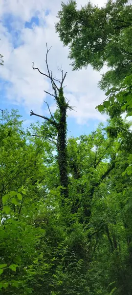 Colpo Verticale Albero Circondato Verde Lussureggiante Una Foresta — Foto Stock