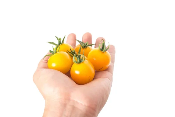 배경에 분리되어 토마토를 손으로 사람의 — 스톡 사진