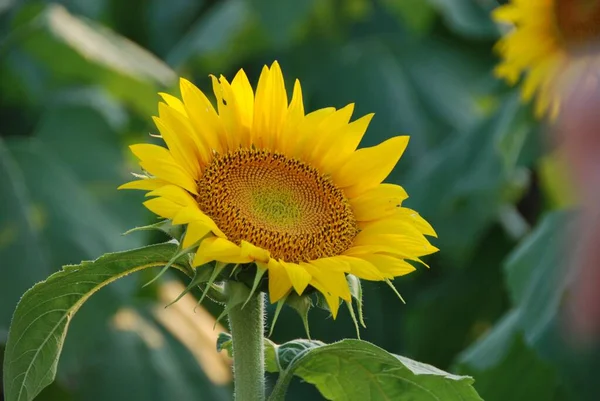 Detailní Záběr Pulzující Vzkvétající Slunečnice Velkými Zelenými Listy — Stock fotografie