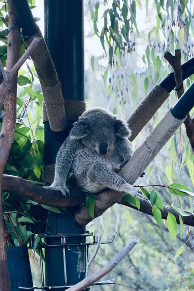 Egy Függőleges Felvétel Egy Aranyos Koaláról Amint Eukaliptusz Fán Alszik — Stock Fotó