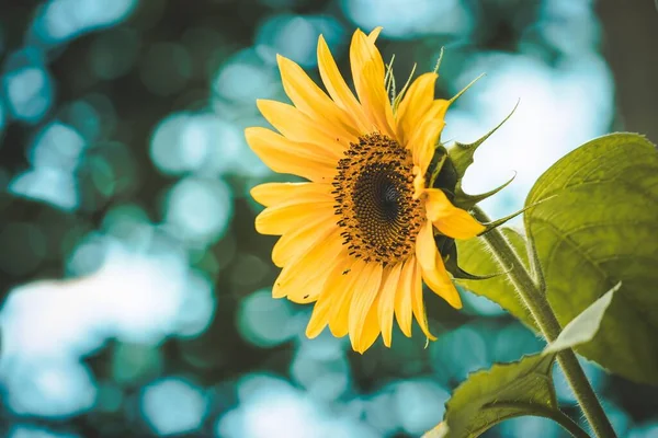 Primer Plano Gran Girasol Brillante Con Grandes Hojas Expuestas Luz — Foto de Stock