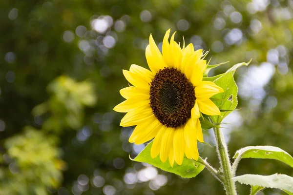Žluté Slunečnicové Květy Rostlině Jaře — Stock fotografie