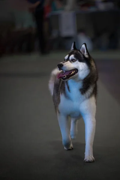 Dorosły Husky Dog Spacerujący Szarym Chodnikiem Ładnymi Oczami — Zdjęcie stockowe