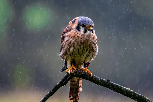 Yağmurun Altındaki Bir Dala Tünemiş Küçük Bir Kuş — Stok fotoğraf