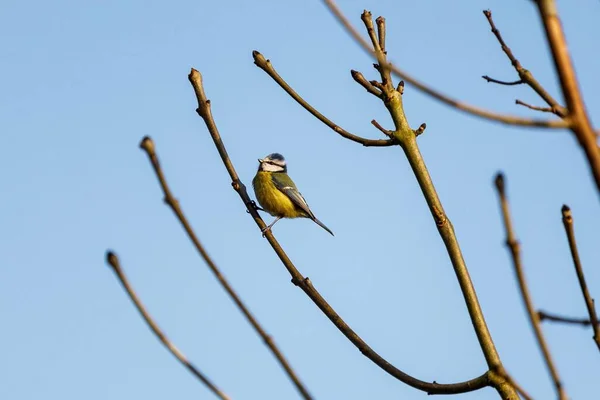 Beautiful Eurasian Blue Tit Tree Branch Blue Sky — стоковое фото