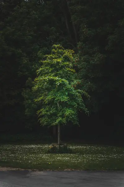 Pionowe Ujęcie Pięknego Pojedynczego Drzewa Tle Lasu — Zdjęcie stockowe