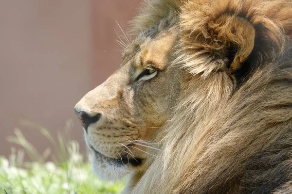 A closeup shot of a lion\'s head from sideview on blurred background