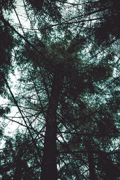 Una Vista Basso Angolo Una Bellissima Foresta Nel Galles Regno — Foto Stock