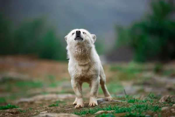 草の上に立つ白い犬と遠吠え — ストック写真