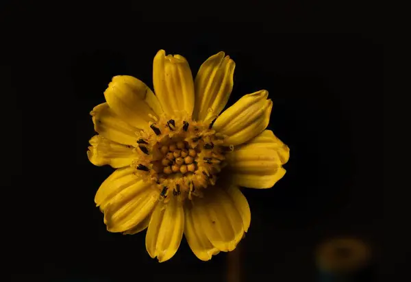 Όμορφο Κίτρινο Λουλούδι Μαύρο Φόντο — Φωτογραφία Αρχείου