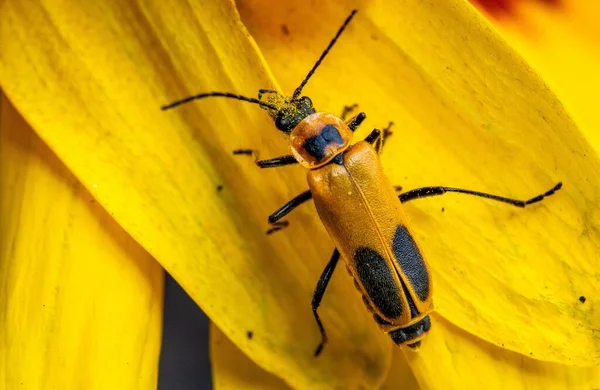 Gros Plan Insectes Jaunes Noirs Perchés Sur Une Fleur Jaune — Photo