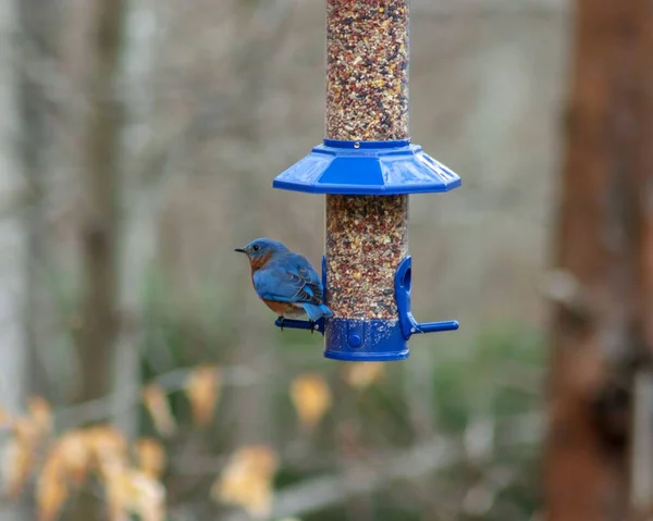 Enfoque Selectivo Hermoso Pájaro Azul Pie Sobre Comedero Aves Sobre — Foto de Stock