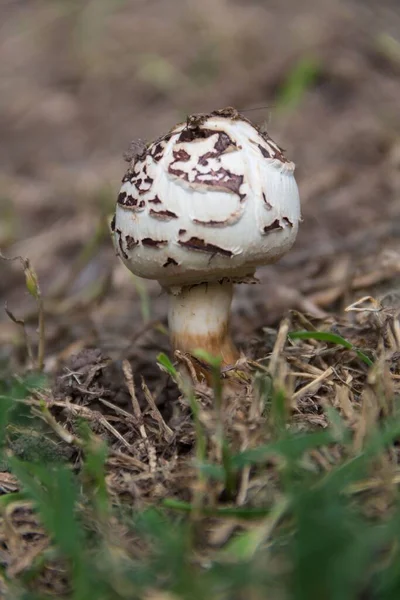 Wild Brown White Mushroom Mountains Cordoba Argentina — 스톡 사진