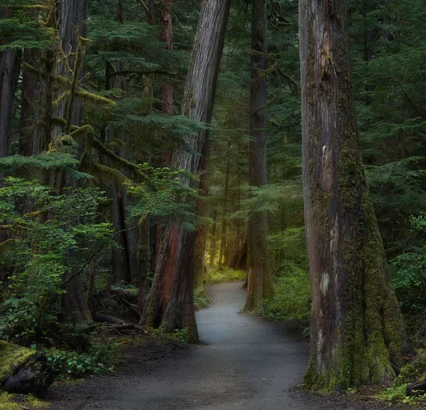 Una Vista Panorámica Sendero Bosque Rodeado Altos Árboles Madera Con —  Fotos de Stock