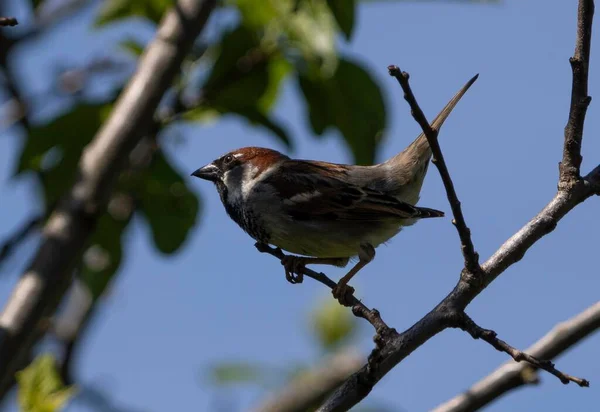 青い空に向かって枝に座っているかわいい雀のクローズアップ — ストック写真