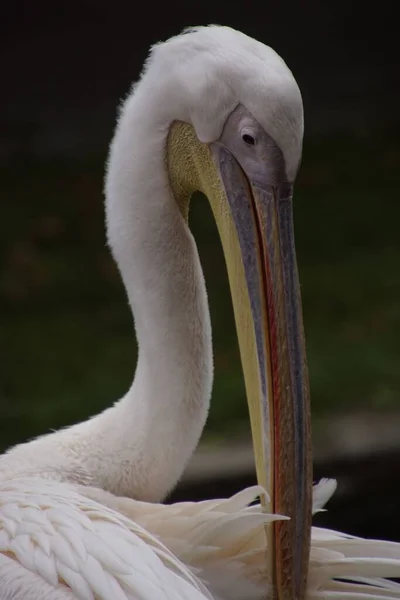 Eine Vertikale Aufnahme Eines Weißen Pelikans Auf Dem Verschwommenen Hintergrund — Stockfoto