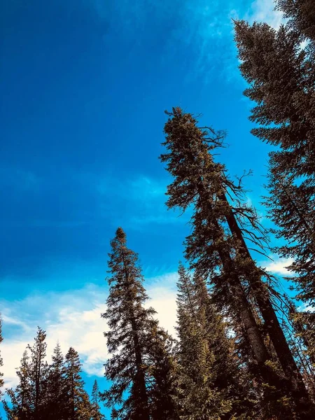 Låg Vinkel Skott Sequoia Träd — Stockfoto
